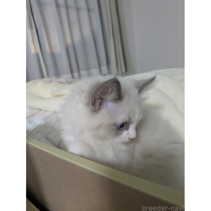 販売中の大阪府のラグドール-136939の5枚目