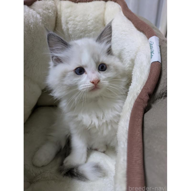 販売中の大阪府のラグドール-136939の4枚目