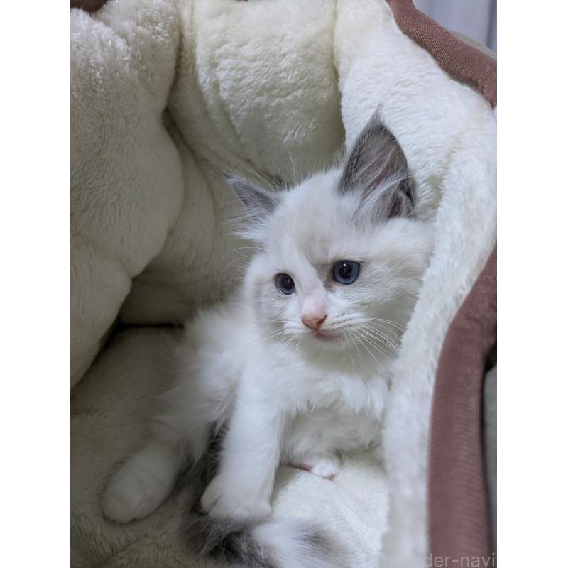 販売中の大阪府のラグドール-136939の3枚目