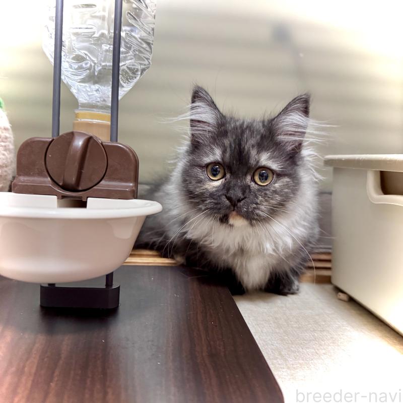 販売中の三重県のマンチカン(短足)-130622