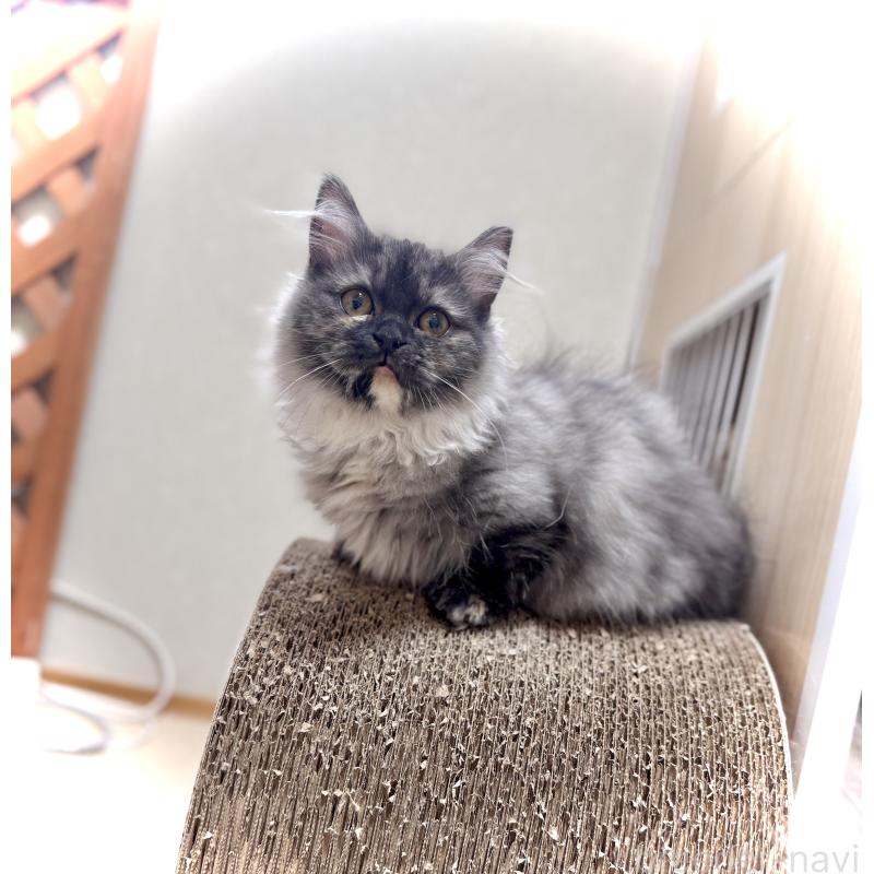 販売中の三重県のマンチカン(短足)-130622の4枚目