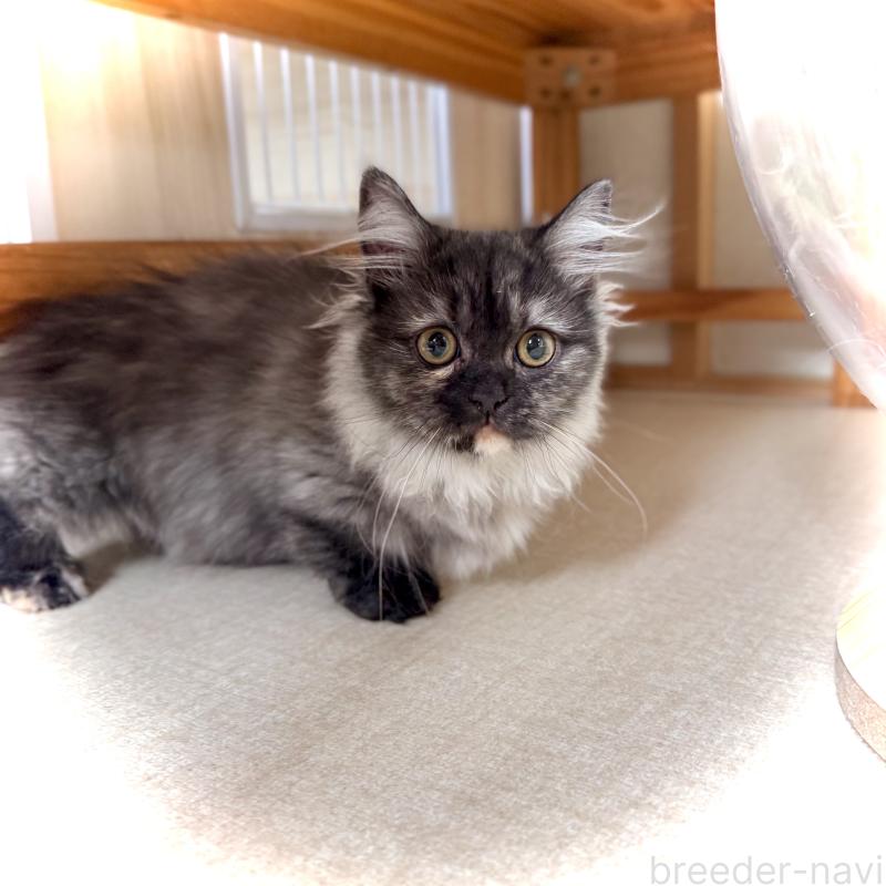 販売中の三重県のマンチカン(短足)-130622の3枚目