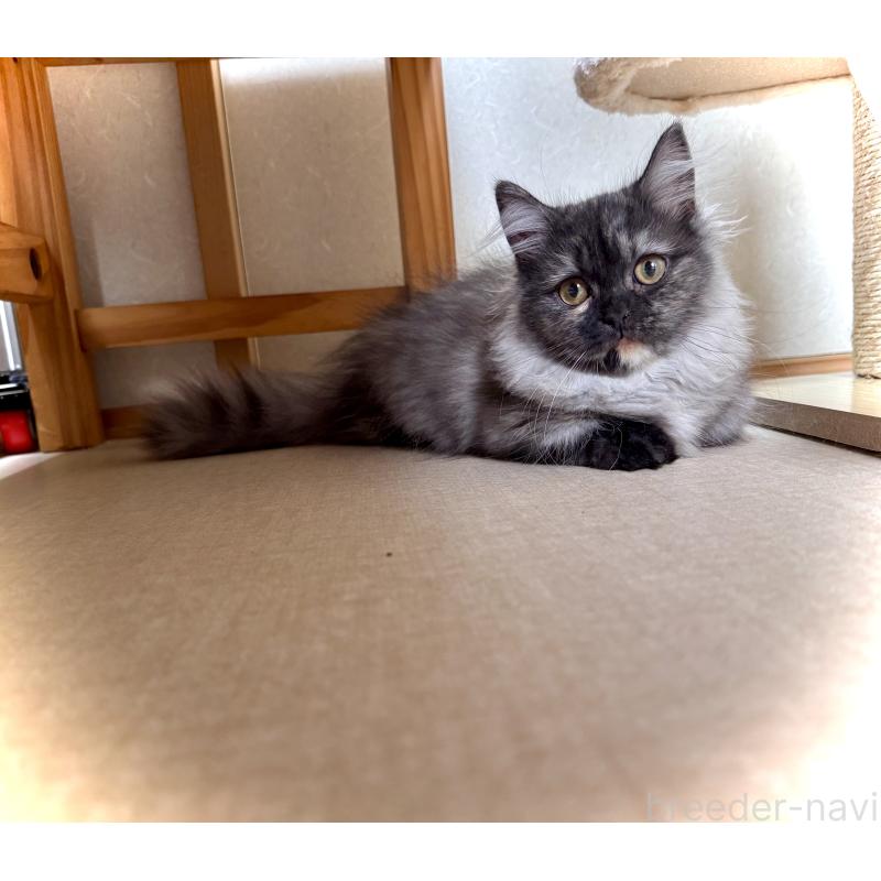 販売中の三重県のマンチカン(短足)-130622の2枚目