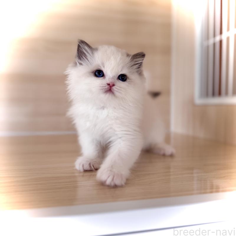 販売中の三重県のラグドール-135839