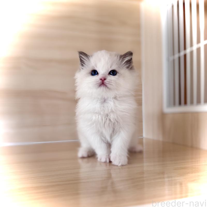 成約済の三重県のラグドール-135839の3枚目