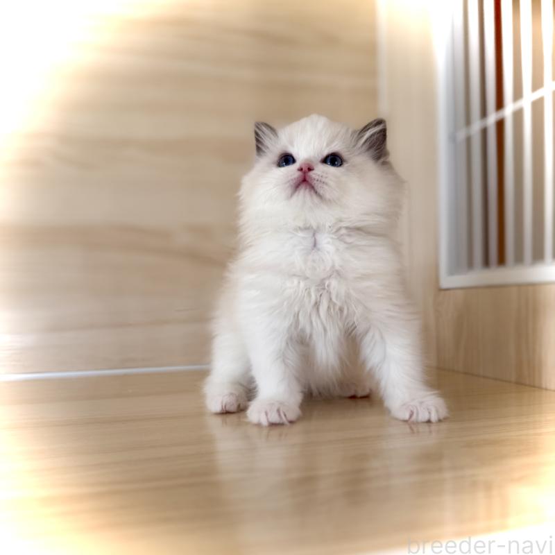 成約済の三重県のラグドール-135839の2枚目