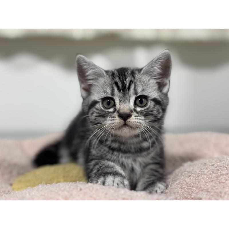 成約済の神奈川県のアメリカンショートヘア-135532の11枚目