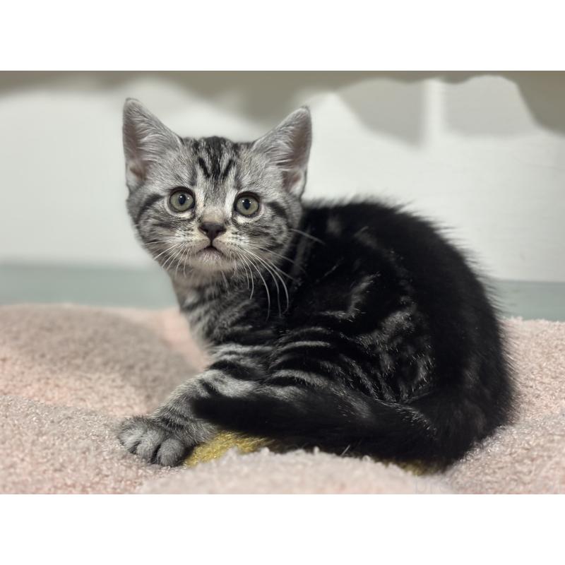 成約済の神奈川県のアメリカンショートヘア-135532の10枚目