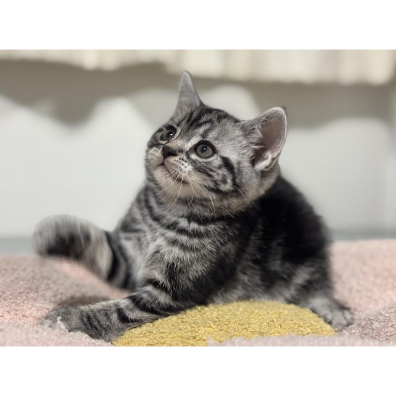 成約済の神奈川県のアメリカンショートヘア-135532の9枚目