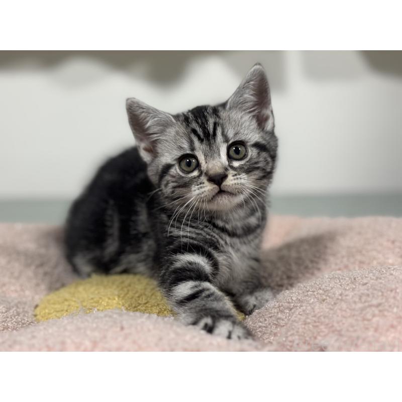 成約済の神奈川県のアメリカンショートヘア-135532の8枚目