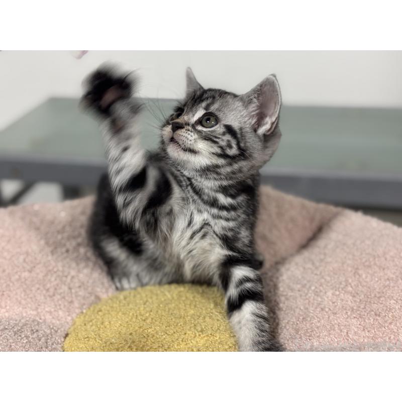 成約済の神奈川県のアメリカンショートヘア-135532の7枚目