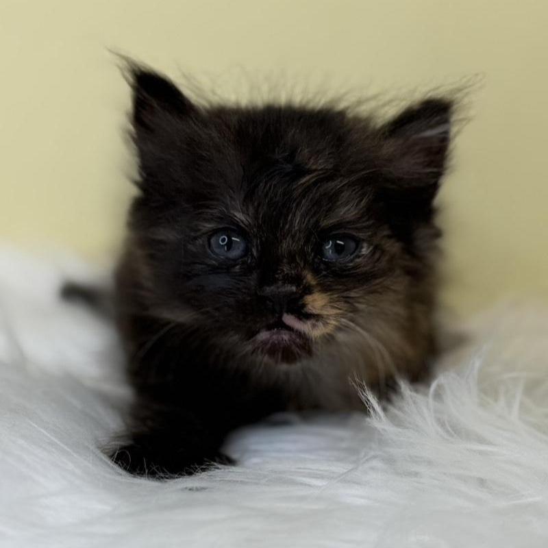 販売中の埼玉県のサイベリアン-136885