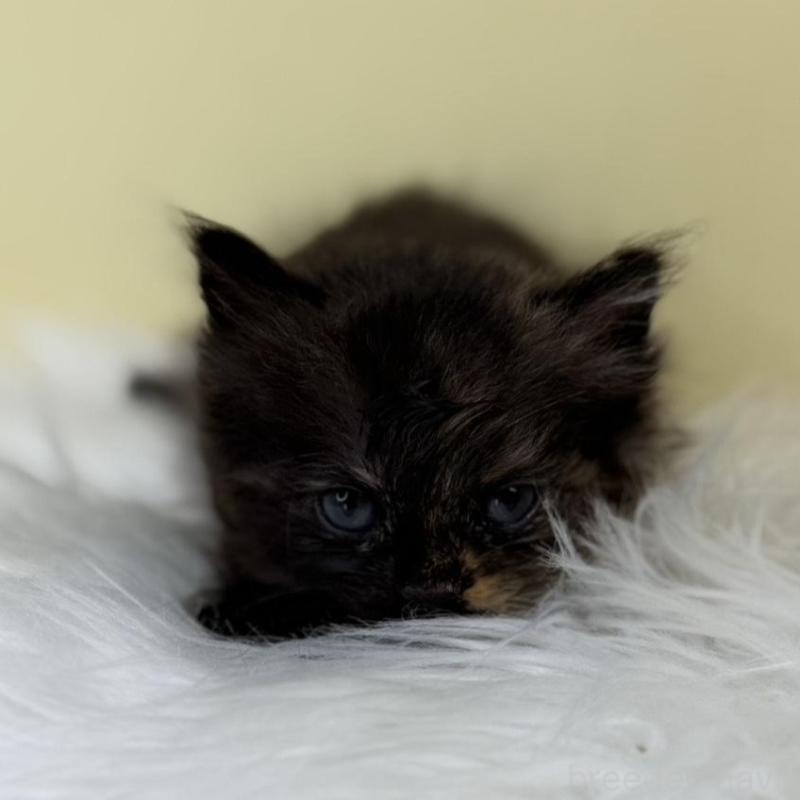 販売中の埼玉県のサイベリアン-136885の3枚目