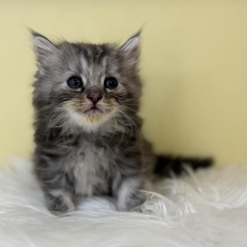 販売中の埼玉県のサイベリアン-136886の4枚目