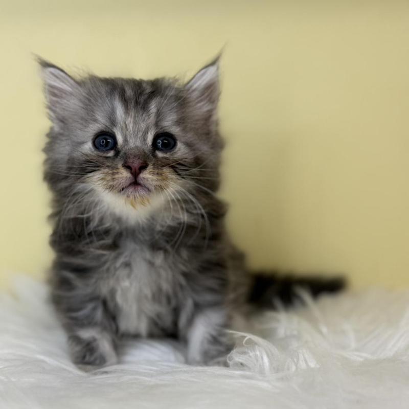 販売中の埼玉県のサイベリアン-136886の1枚目