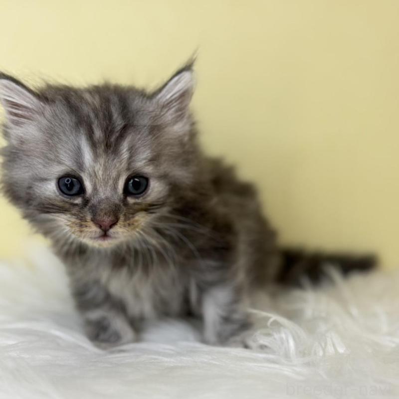 販売中の埼玉県のサイベリアン-136886の3枚目