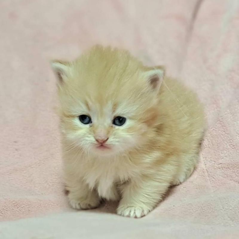 販売中の茨城県のミヌエット(短足)-136887の3枚目