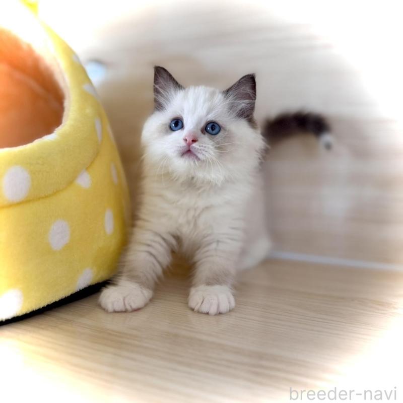 販売中の三重県のラグドール-136888の1枚目