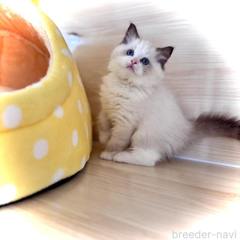 販売中の三重県のラグドール-136888の4枚目