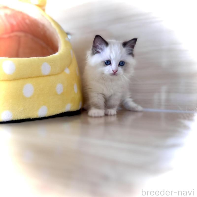 販売中の三重県のラグドール-136888の3枚目