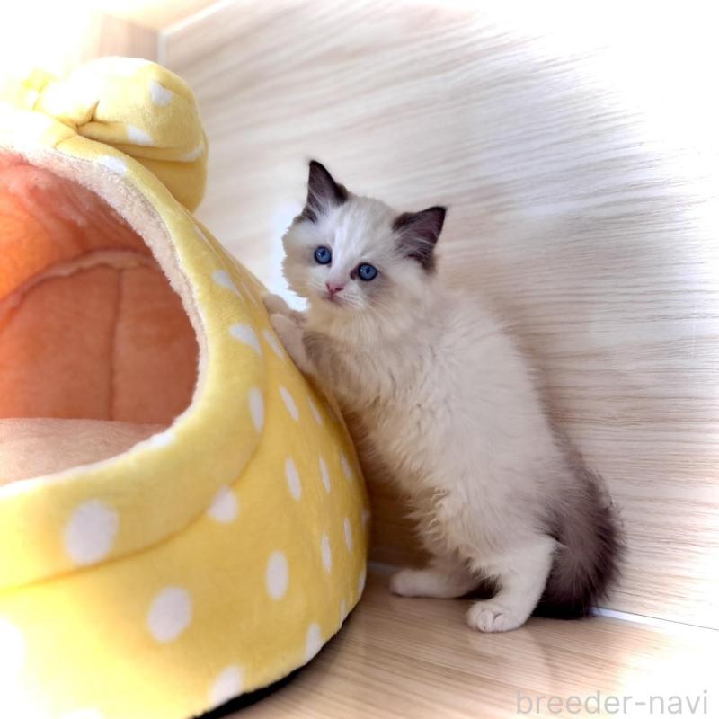 販売中の三重県のラグドール-136888の2枚目