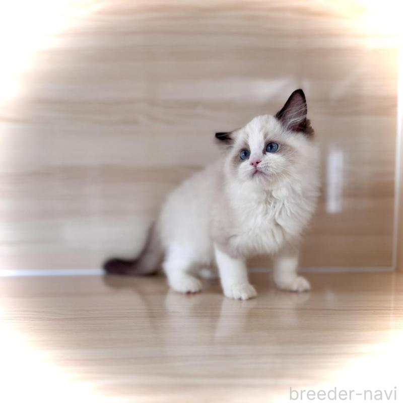 販売中の三重県のラグドール-136889の4枚目