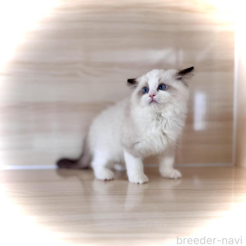 販売中の三重県のラグドール-136889の3枚目