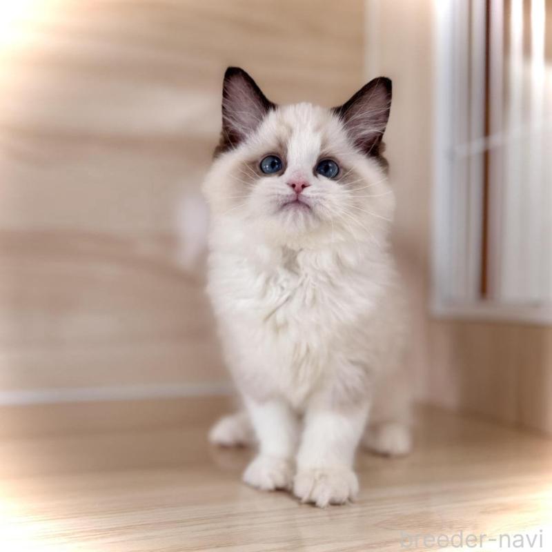 販売中の三重県のラグドール-136889