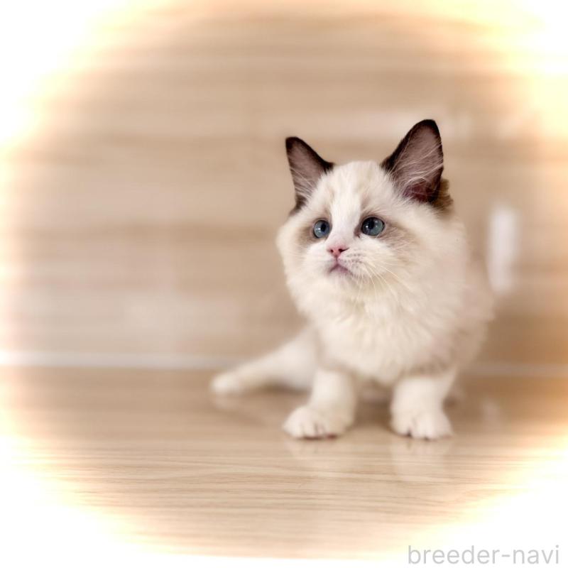 販売中の三重県のラグドール-136889の2枚目