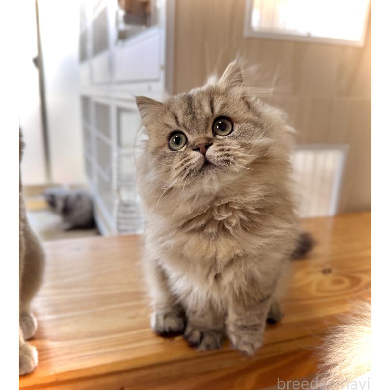 販売中の三重県のブリティッシュロングヘア-133189