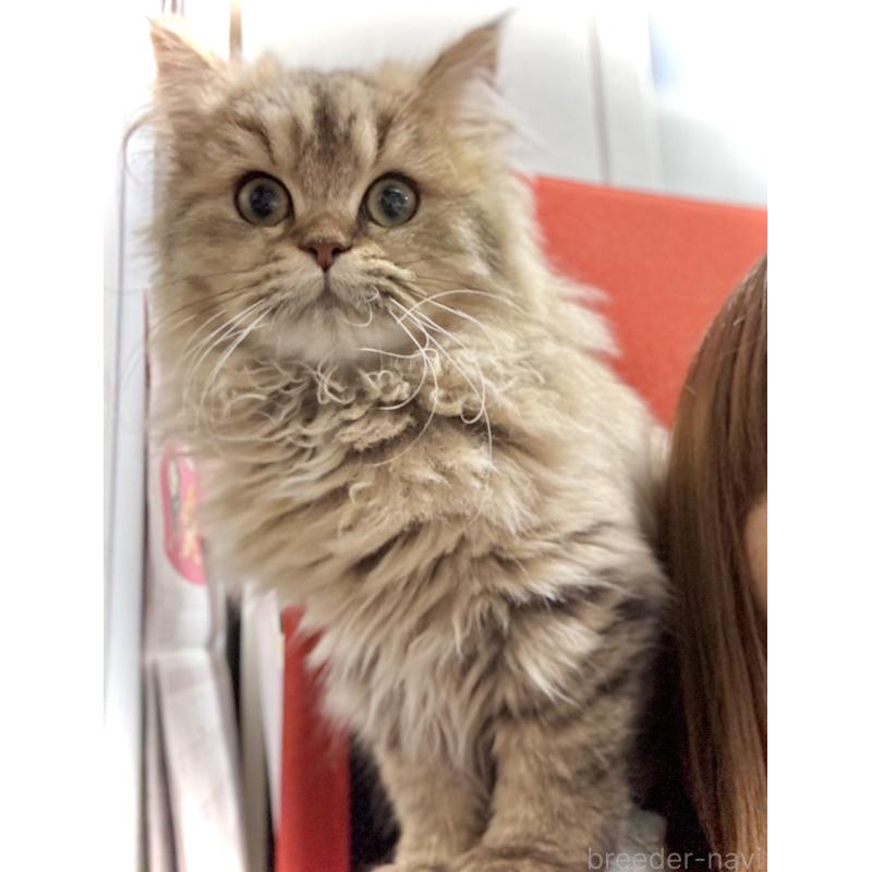 成約済の三重県のブリティッシュロングヘア-133190の5枚目