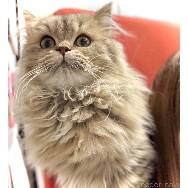 成約済の三重県のブリティッシュロングヘア-133190の4枚目