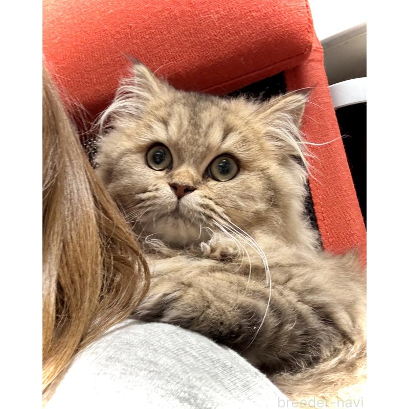 成約済の三重県のブリティッシュロングヘア-133190の3枚目