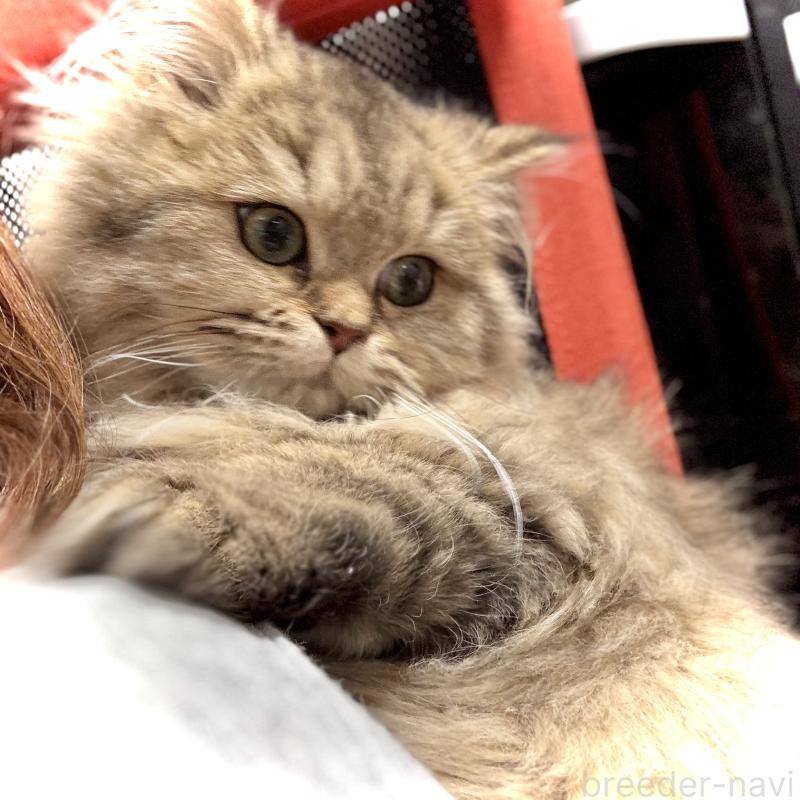 成約済の三重県のブリティッシュロングヘア-133190の2枚目