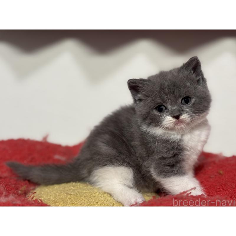 販売中の神奈川県のブリティッシュショートヘア-136608の24枚目