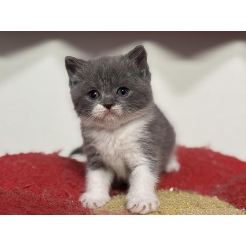 販売中の神奈川県のブリティッシュショートヘア-136608の23枚目