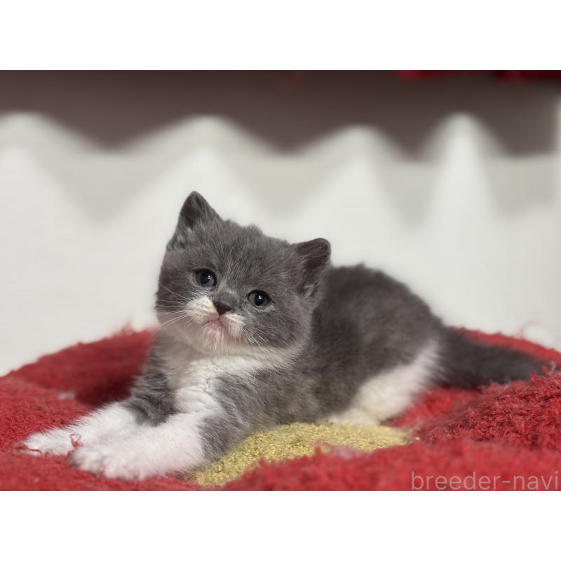 販売中の神奈川県のブリティッシュショートヘア-136608の22枚目