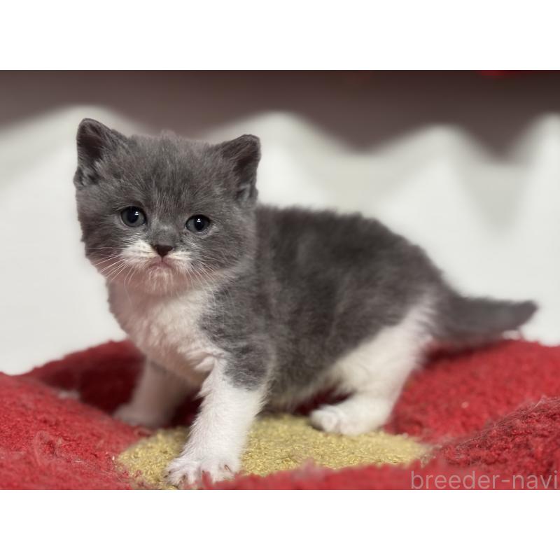 販売中の神奈川県のブリティッシュショートヘア-136608の21枚目