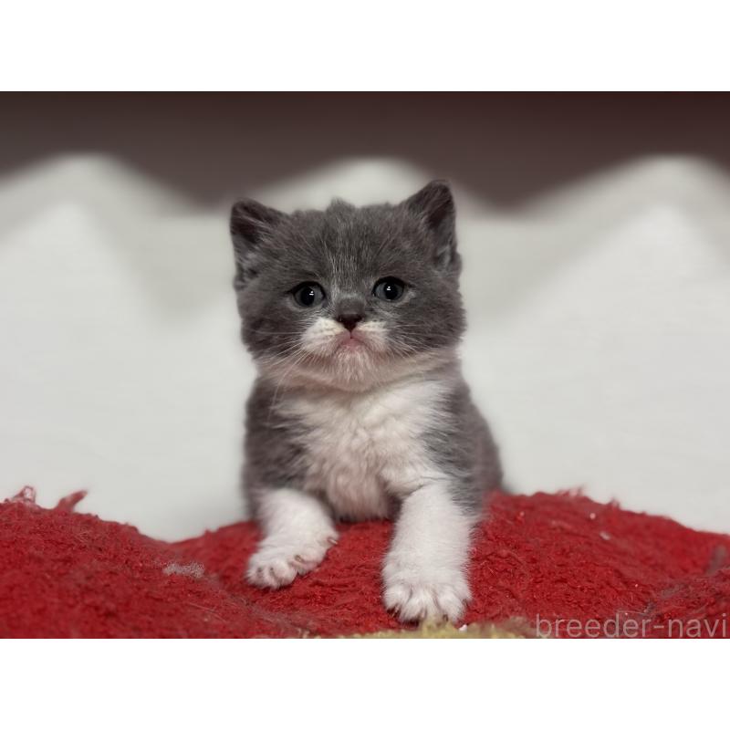 販売中の神奈川県のブリティッシュショートヘア-136608の20枚目