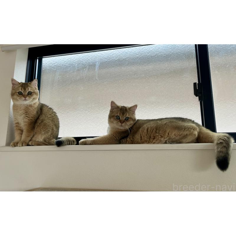 販売中の埼玉県のブリティッシュショートヘア-130378の2枚目