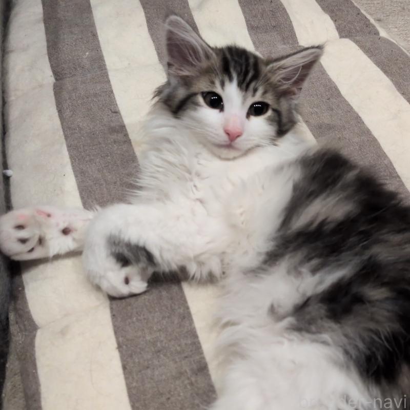 成約済の埼玉県のノルウェージャンフォレストキャット-134169の3枚目