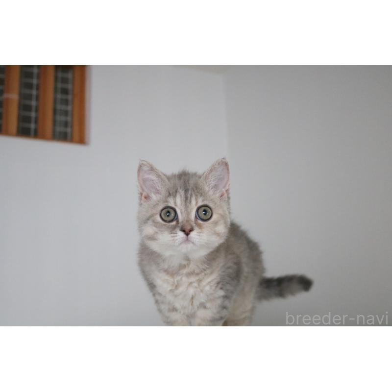 販売中の愛知県のセルカークレックス-136034の5枚目