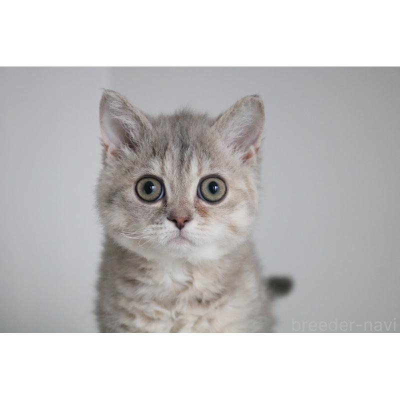 販売中の愛知県のセルカークレックス-136034の4枚目