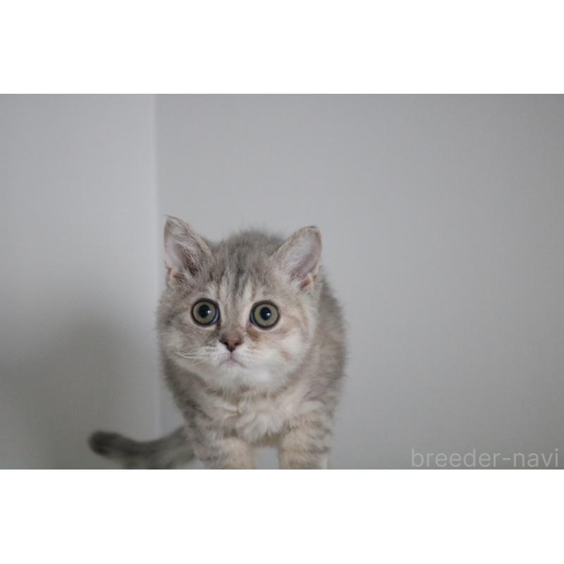 販売中の愛知県のセルカークレックス-136034の3枚目