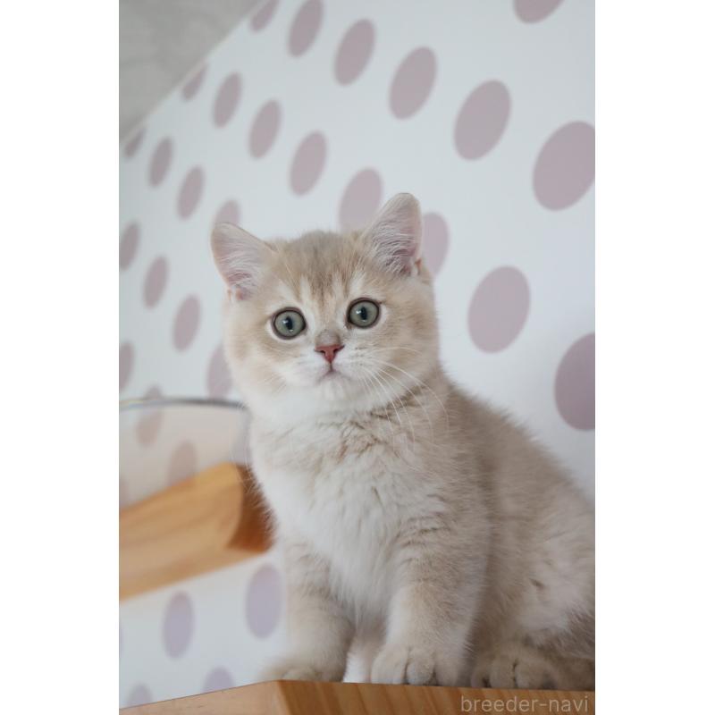 成約済の愛知県のブリティッシュショートヘア-133485の6枚目