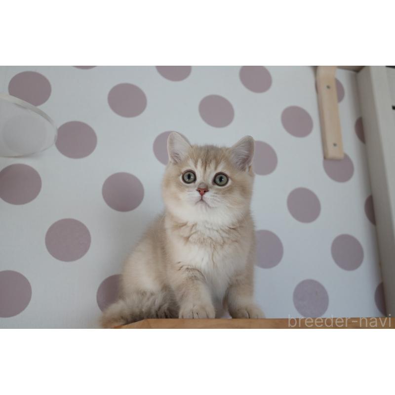 成約済の愛知県のブリティッシュショートヘア-133485の4枚目