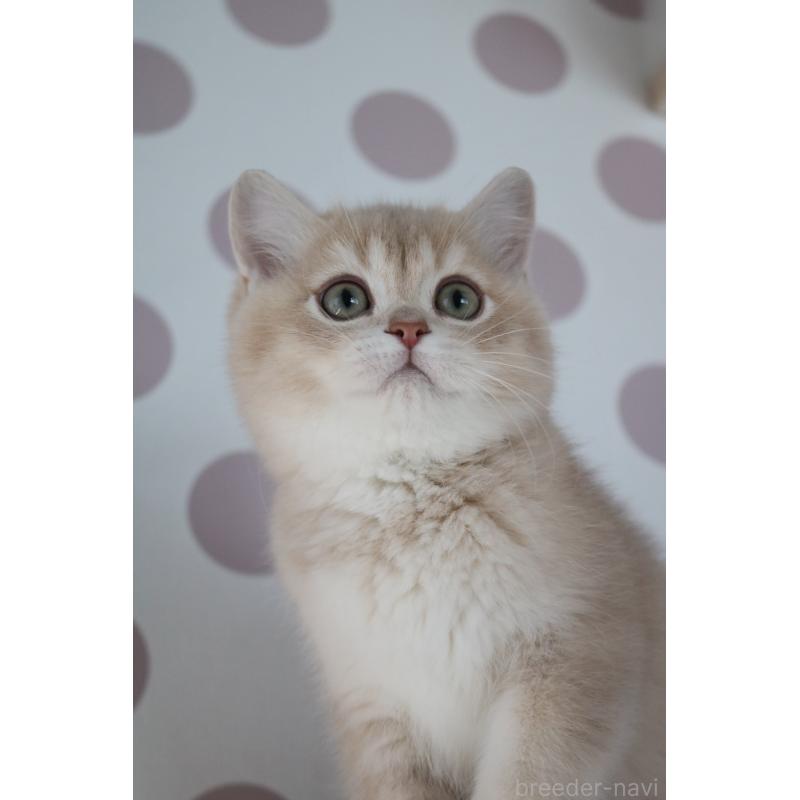 成約済の愛知県のブリティッシュショートヘア-133485の3枚目