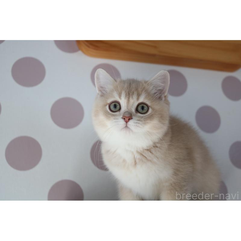 成約済の愛知県のブリティッシュショートヘア-133485の2枚目