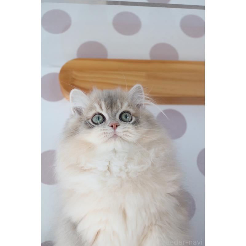 販売中の愛知県のスコティッシュストレート-132052の9枚目