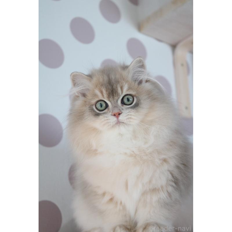 販売中の愛知県のスコティッシュストレート-132052の8枚目